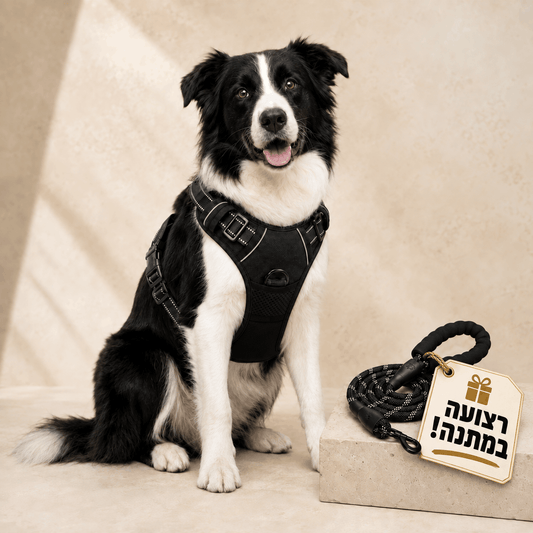 PawControl™ – רתמה נגד משיכות לכלבים